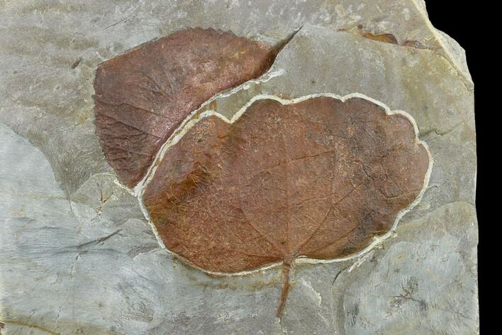 Two Fossil Leaves (Zizyphoides And Davidia) - Montana #113221